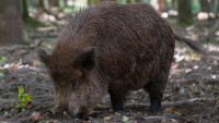 prase mammal-3036549 1280